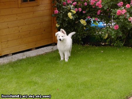 Wie du deinen Garten hundegerecht gestaltest - Zaun, Pflanzen, Wasser